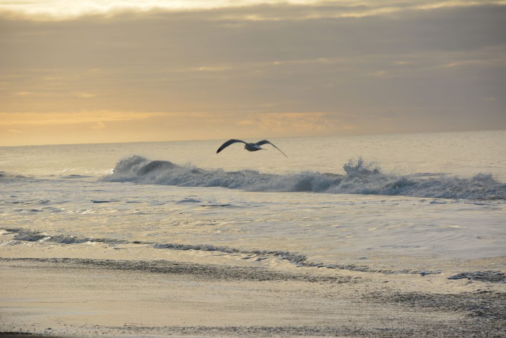 En flot novemberdag ved Vesterhavet (20.11.2019)