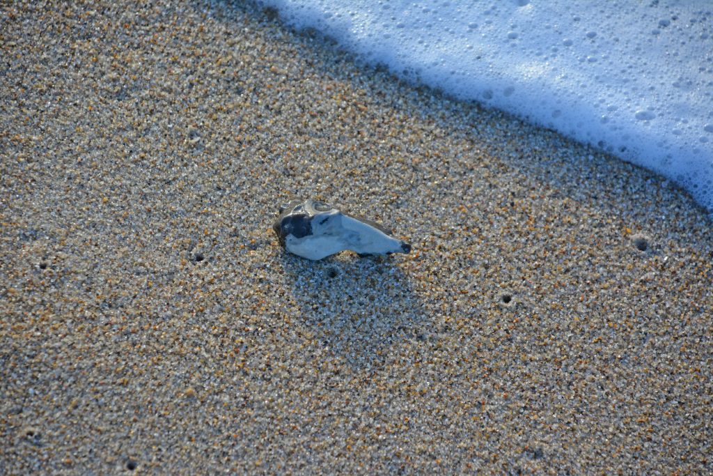 Find sjove og flotte sten ved stranden